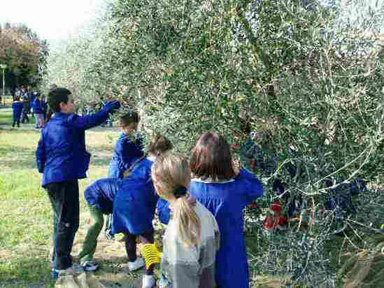 Iniziativa Bambini Cacciatori - Raccolta Olive